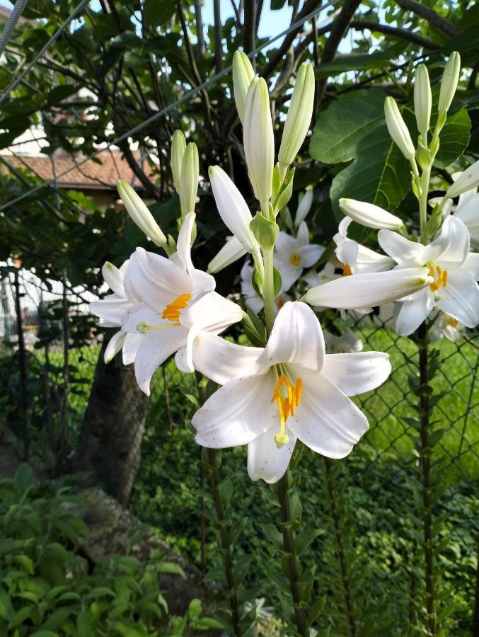 Appartamento la casa nel bosco Mulazzo Esterno foto